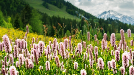 Flower Field - blossoms, meadow, landscape, hills, springtime