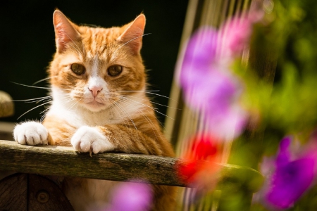 Cat - sleeping, cat face, hat, cat, kitty, animals, lovely, kitten, paws, face, pretty, cats, beautiful, cute