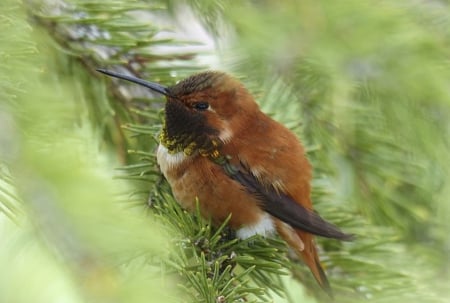 Colibri - bird, birds, colibri, green