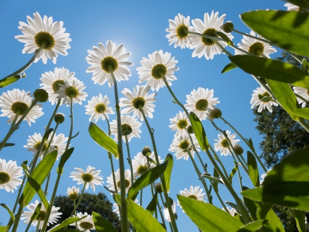 Summer Stretch! - flowers, daisies, summer stretch, sun