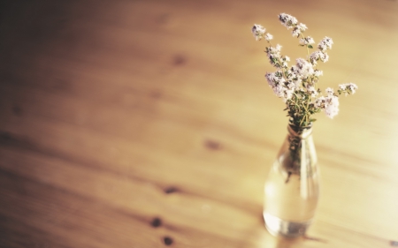 Still life - flowers, minimalism, background, still life