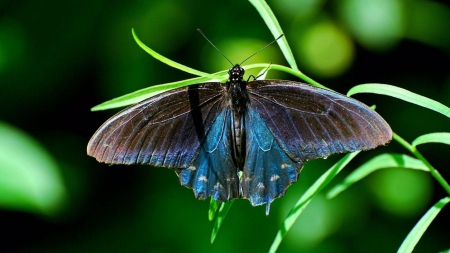 Butterfly - butterfly, amazing, black, blue