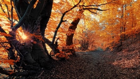 fantastic forest path on an autumn morning - morning, autumn, sunshine, forest, leaves, path