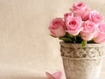 light pink roses