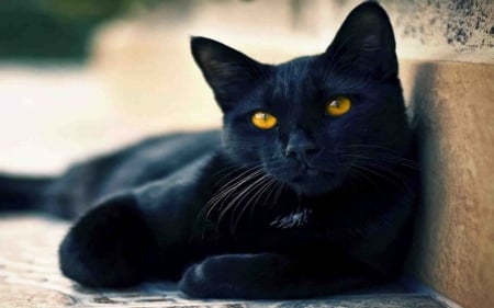 BEAUTIFUL BLACK CAT - beautiful, cat, feline, sitting