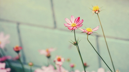 PRETTY FLOWERS - flowers, daisies, nature, pretty