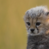 CUTE BABY CHEETAH