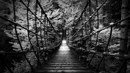 wonderful rope bridge in monochrome - gorge, wood, rope, monochrome, forest, bridge