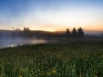 fog over flowered fields at dawn