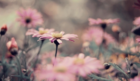 Pink Daisies - field, flowers, daisies, pink