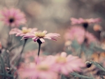 Pink Daisies