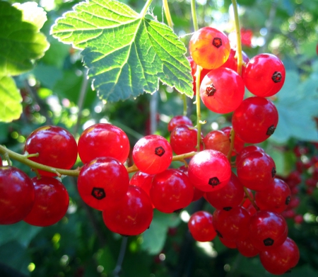 Berries - berries, nature, summer, red, photography, fruit