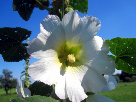 Flower - white, nature, summer, photography, macro, sky