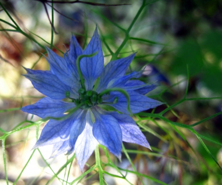 Flower - flowers, nature, summer, blue, garden, photography, macro, flower