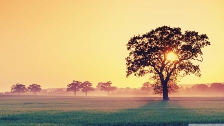 Sunrise in a field - sunshine, sun, field, sunset, shine, mist, tree, dusk, sunlight, light, wallpaper, summer, hd, nature, abstract, dawn, fog, sunrise