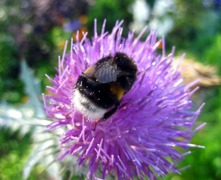 Bumblebee - nature, purple, summer, garden, photography, macro, bumblebee