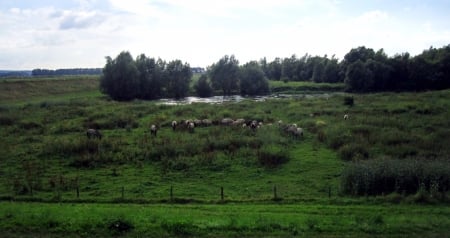 Horses - trees, summer, photography, grass, horse, tree, horses, view, sky, animals