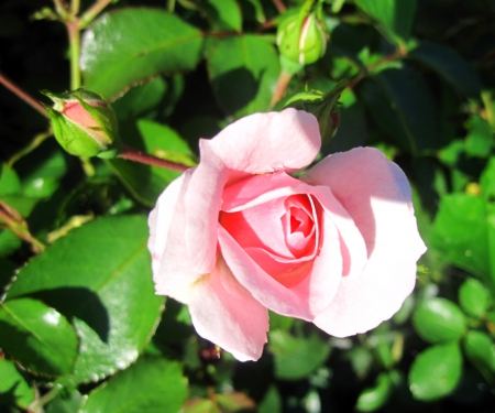 Rose - nature, macro, pink, photography, green, summer, garden, rose