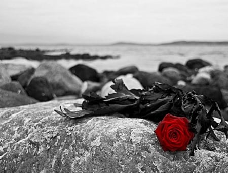 FORGOTTEN - forgotten, red, rose, rocks