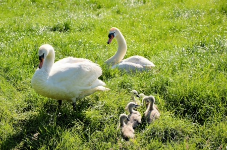 2 White Swan with Young - Animals, Baby Animals, Winged Creatures, Swans, Birds