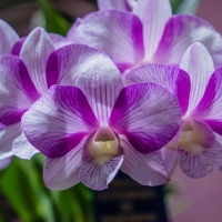 Purple Orchids