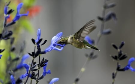 HUMMINGBIRD WITH BLUE FLOWER - flower, hummingbird, animal, blue