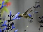 HUMMINGBIRD WITH BLUE FLOWER