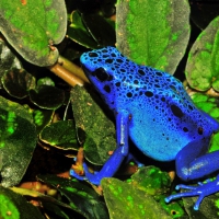 BLUE POISON DART FROG