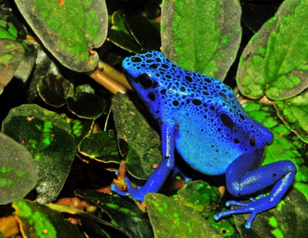 BLUE POISON DART FROG - poison, frog, dart, blue