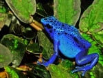 BLUE POISON DART FROG