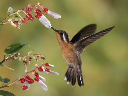 HUMMINGBIRD - flowers, little, bird, humming