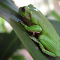 FROG ON LEAF