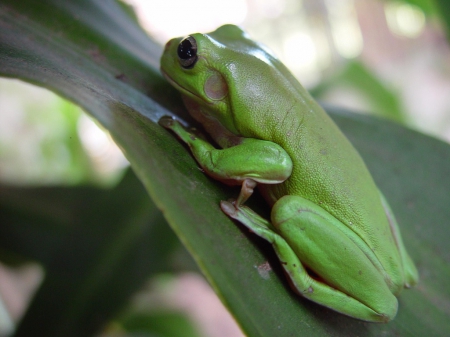 FROG ON LEAF - frog, leaf, sitting, green