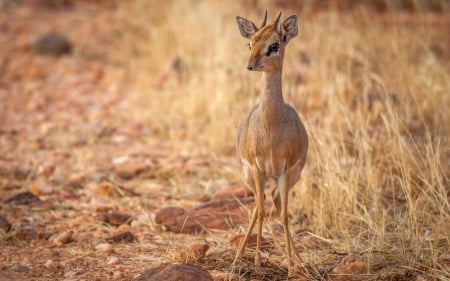 Antelope - animal, antelope, cute, deer