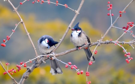 Birds - china, berry, branch, nanhaizi park, bird, beijing, yellow, red, cute