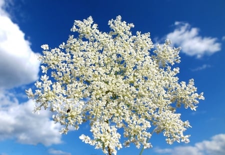 Summer in white and blue. - nature, fields, summer, flowers