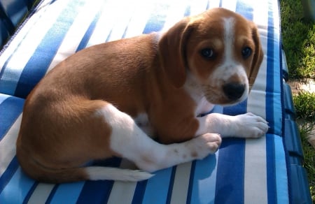 Beagle - pretty, puppys, beautiful, dog, lovely, sweet, animal, dogs, cute, puppy, animals