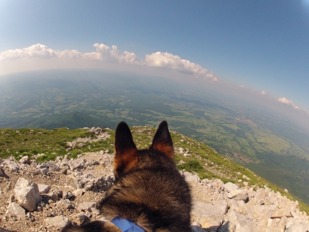 German shepherd - pretty, puppys, beautiful, dog, lovely, sweet, animal, dogs, cute, puppy, animals