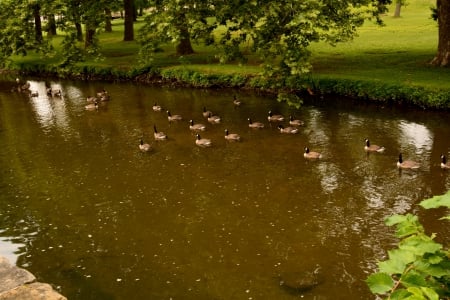 Ducks In A Pond - ducks, geese, canadian geese, pond, ducks in a pond