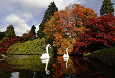 Sheffield Park Garden in Southern England - autumn, sky, trees, animals, water, white, reflection, clouds, orange, green, grass, land, lake, swans, nature, forest, blue, red, leaves