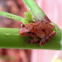 LEOPARD FROG