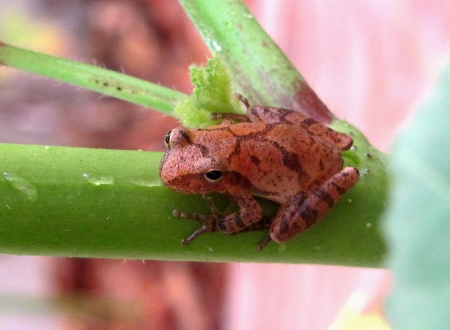 LEOPARD FROG