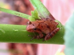 LEOPARD FROG