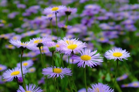 Summer flowers - pretty, summer, blue, grass, meadow, flowers, daisies, garden, nice, carpet, delicate, beautiful, lovely, freshness, harmony, wildflowers, camomile, nature, park