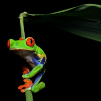 RED EYED FROG