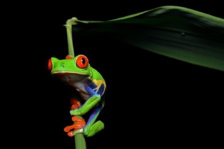 RED EYED FROG - frog, red, eyed, green