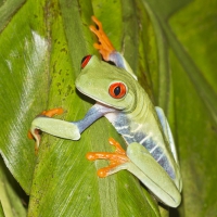 FROG SITTING ON LEAF