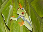 FROG SITTING ON LEAF