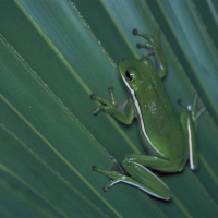 FROG ON LEAF