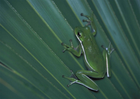 FROG ON LEAF - frog, leaf, animal, green